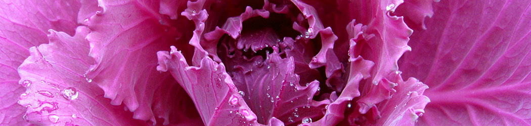 color-flowers-purple